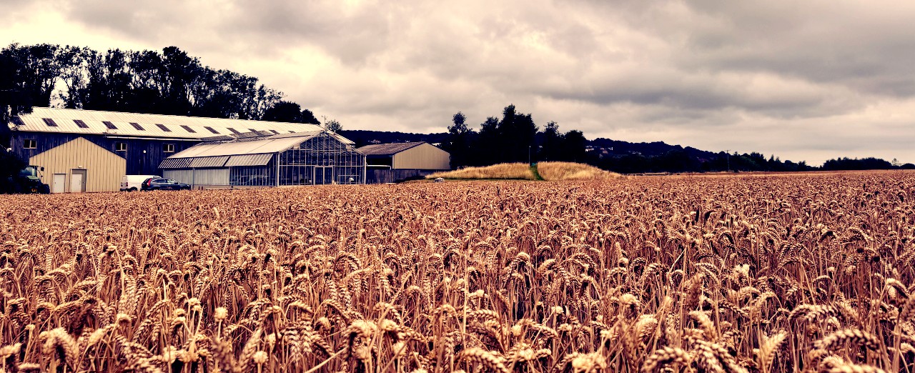 Field ready to harvest with farm buildings